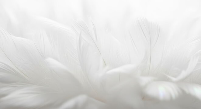 Ethereal Macro of Soft White Swan Feathers with Delicate Barbules and Iridescent Edges