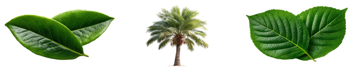 Fototapeta premium Green leaves and palm tree isolated on transparent background for nature designs