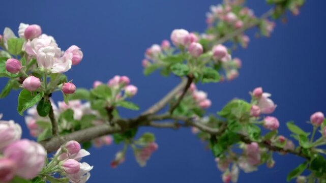 apple blossom branch flowering in timelapse with smooth camera slide on blue screen
