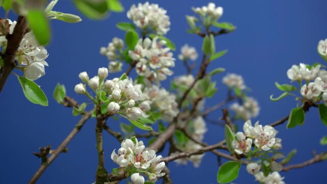 flowering pear branch unfolding blossoms in studio against blue screen backdrop