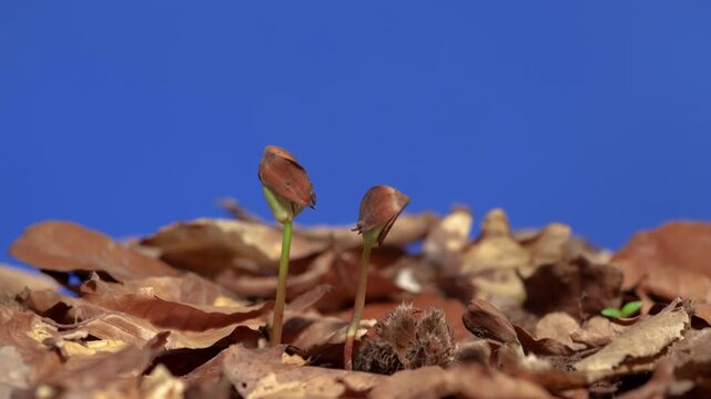 beech seedlings growing through leaf-covered ground in timelapse on blue screen