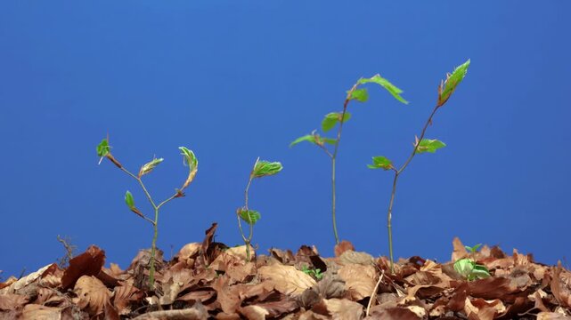 small beech seedlings unfolding first leaves in timelapse on blue screen background