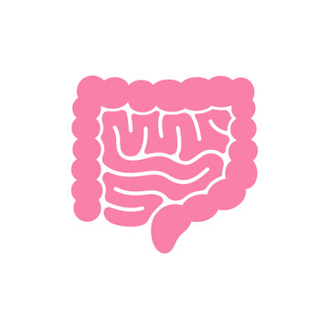 Human Large Intestine Organ Illustration.