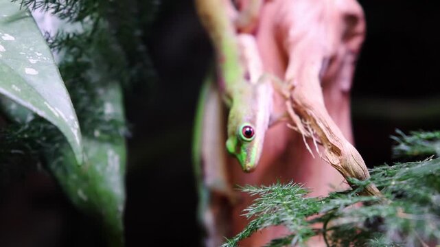 Green tree frog climbing on a branch surrounded by lush green foliage, showcasing its vibrant colors and natural habitat in a tropical rainforest setting