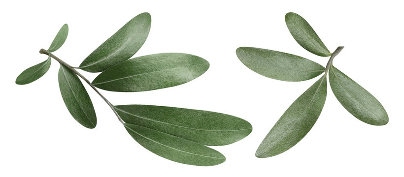 Two green olive branches with leaves, isolated on cutout transparent background