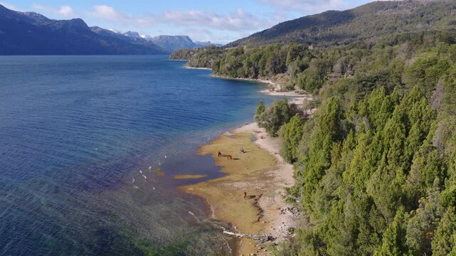 Horses wander along the vibrant shoreline of Lake Traful, framed by lush forests and distant mountains. Ideal for nature and travel content.