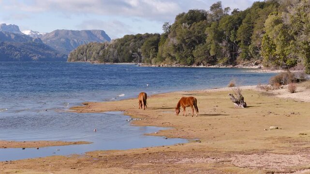 Horses graze peacefully along the lakeshore with mountains in the background in Villa Traful, Argentina. Ideal for travel documentaries or nature-focused content.