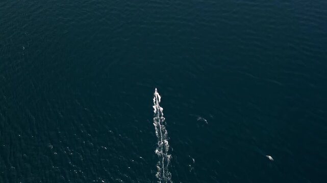 Multiple perspectives of speedboats and vessels leaving distinctive wakes across the dark blue waters off Glan, Sarangani, Philippines.