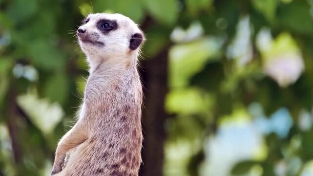 Adorable view of Meerkat standing alert in Natural Setting. 