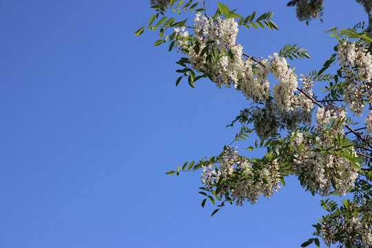 White Black locust or Robinia flowers growing on branches against blue sky with copy space.  Robinia pseudoacacia tree in bloom on springtime 