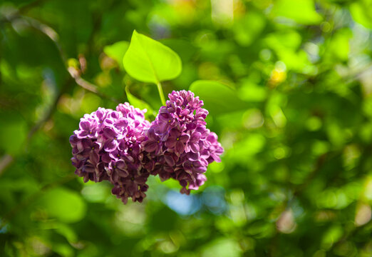 lilac flowers in the garden