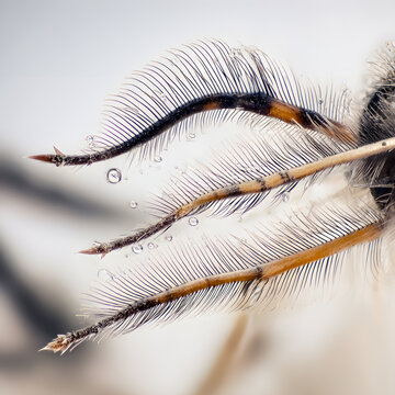 Feathery insect leg macro with dew droplets
