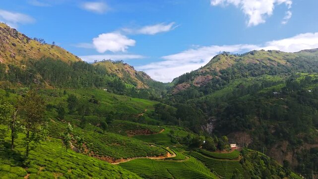 Terraced tea gardens across high-altitude the Western Ghats, Aerial tilt up