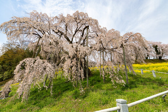 東北三大祭り」の写真素材 | 607件の無料イラスト画像 | Adobe Stock