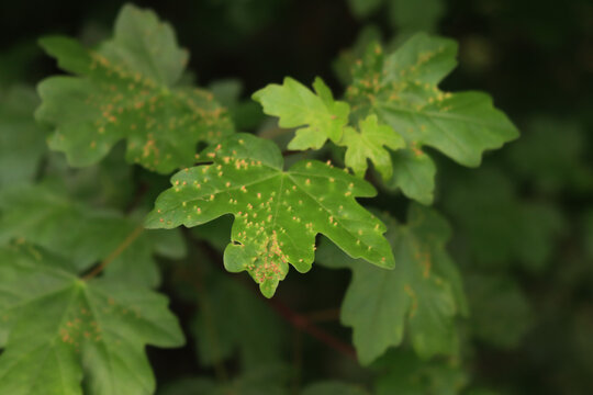 Close-up of diseased Field maple tree with many small galls on leaf on springtime.  Acer campestre. Galls caused by mite Aceria cephalonea  or Aceria macrorhyncha 