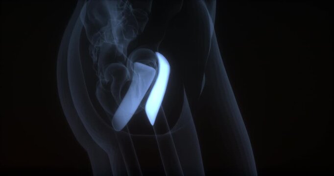Pectineus muscle in human body. X Ray. Loop