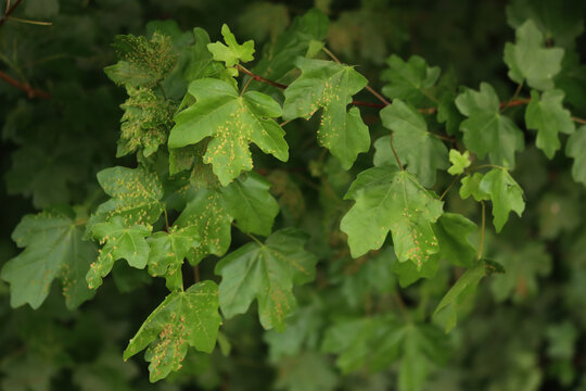 Diseased Field maple tree with many small galls on leaf on springtime.  Acer campestre. Galls caused by mite Aceria cephalonea  or Aceria macrorhyncha 