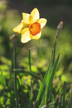 Single yellow narcissus against dark background in spring garden