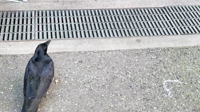 Black Crow Walking on Asphalt Pavement in Kanazawa Japan