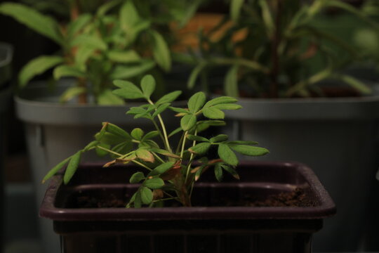 Potentilla seedlings with Kuril tea in cups on the windowsill