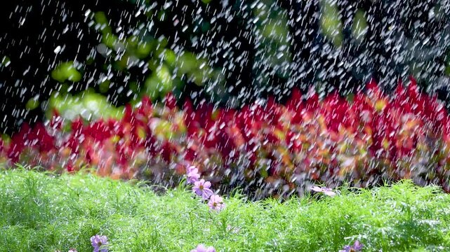 Watering flower garden with soft pink cosmos and red celosia in bright summer sunlight with bokeh effect.