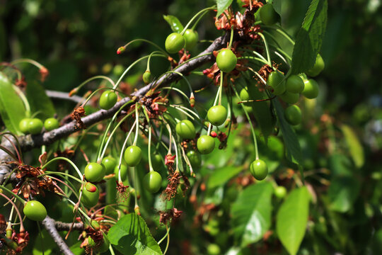 Green unripe cherries growing on branches on a sunny day. Prunus avium tree with fruits on springtime 