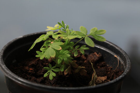 Potentilla seedlings with Kuril tea in cups on the windowsill