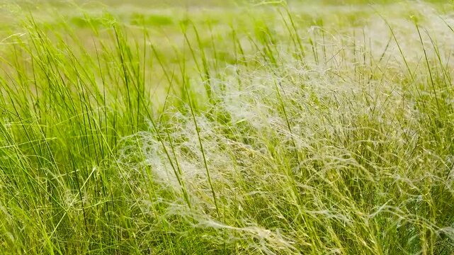 On a summer day, stipa in the steppe. A beautiful field. The grass twists in the wind.