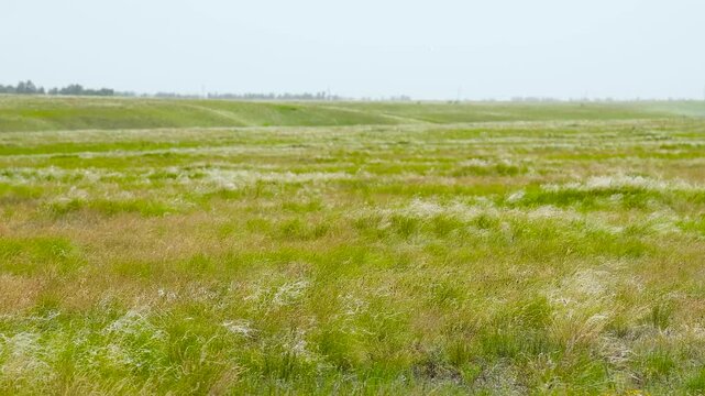 On a summer day, stipa in the steppe. A beautiful field. The grass twists in the wind.