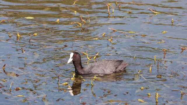 Eurasian coot swimming through pond vegetation holding leaf in beak, sunny day wildlife scene