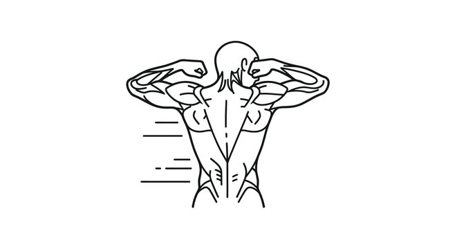 muscular back view line drawing on white background