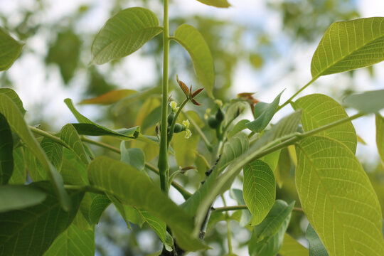 Small green unripe walnut fruits growing on a tree on springtime. Juglans regia tree