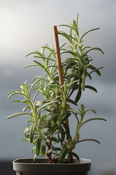 rosemary seedlings, young plant in a pot