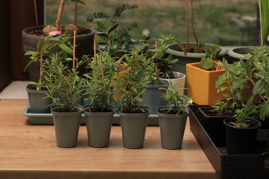 rosemary seedlings, young plant in a pot