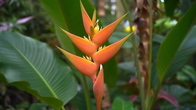 Vibrant orange bird of paradise flowers in lush tropical garden with large green leaves and natural surroundings