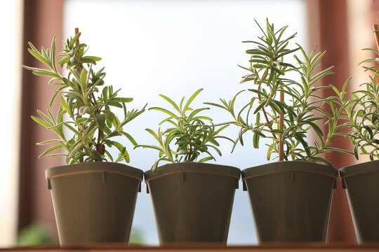 rosemary seedlings, young plant in a pot