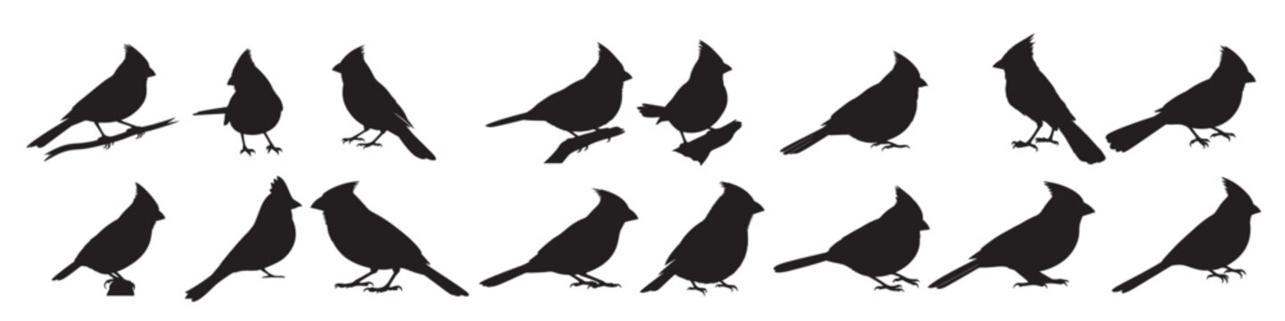 cardinal birds silhouette white background vector illustration 