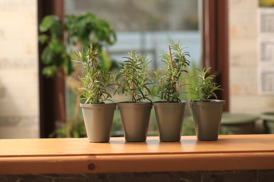 rosemary seedlings, young plant in a pot