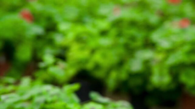 A variety of geranium flowers with lush green foliage grow in a greenhouse or gardening center.