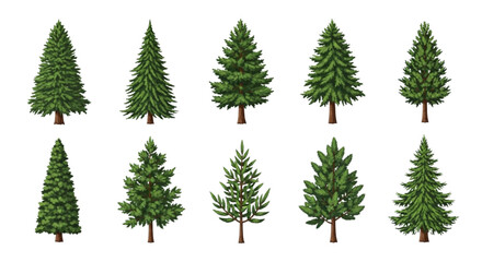Obraz premium Diverse Set of Evergreen Coniferous Trees Pine, Spruce, and Fir Varieties for Nature-Inspired Designs