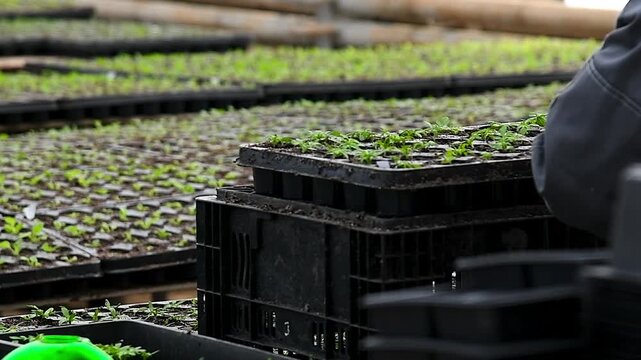 Close-up of human hands with small plants in the process of sowing in the soil in a greenhouse or nursery.