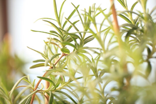 rosemary seedlings, young plant in a pot