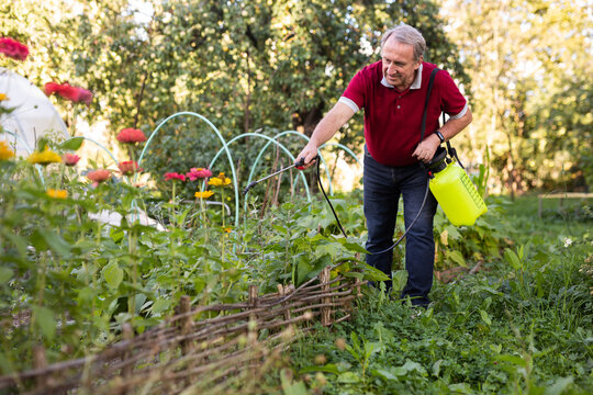 Mature man applying insecticide on vegetables in backyard garden