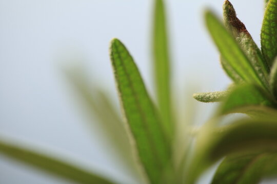 rosemary seedlings, young plant in a pot