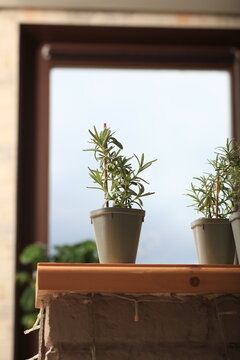 rosemary seedlings, young plant in a pot