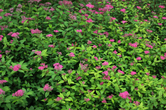 Pink japanese Spirea or Spiraea flower in the garden on springtime. Spirea japonica 