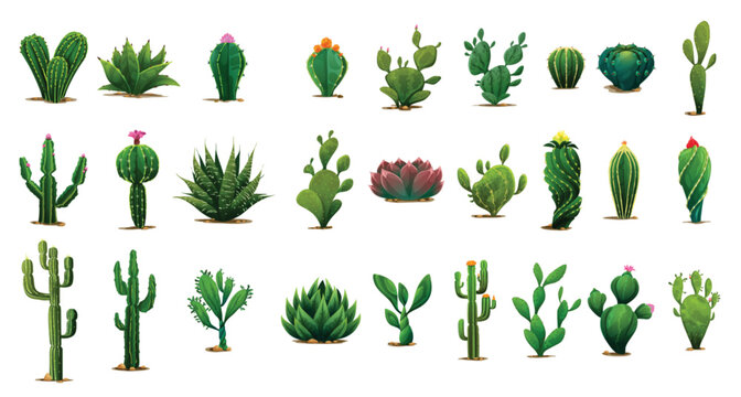 Set of cartoon prickly succulent cactus plants flowers 