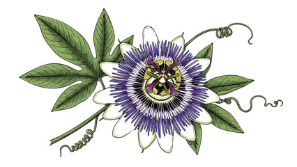 Exotic Passion Flower Botanical Illustration, Intricate Floral Detail, Tropical Plant Art for Design © Astreabutut