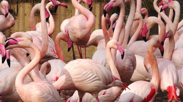 Group of pink flamingos gathered in shallow water, displaying their long necks and vibrant plumage, with reflections visible on the water surface in a natural habitat