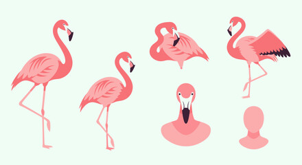 Obraz premium Pink Flamingo Bird Animal Illustrations.